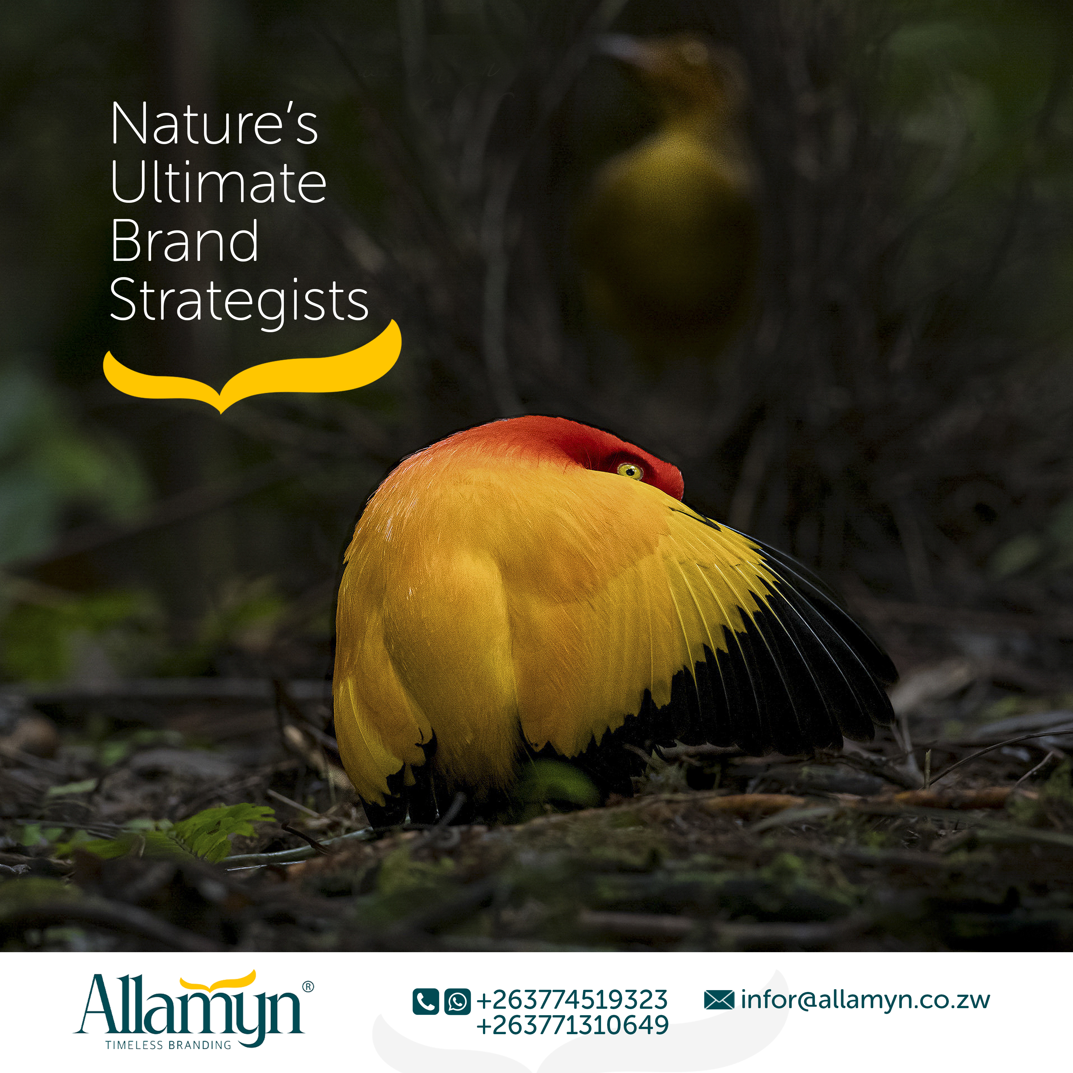 What Birds of Paradise Teach Us About Branding